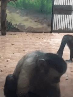 鏂硅劯鐚村瓙妯′豢浜虹殑琛ㄦ儏,鎾炶劯鏂硅劯鐚村瓙鐨勫コ缃戠孩