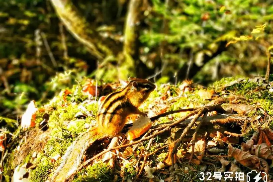 长白山的秋季,长白山夏天和秋天的区别