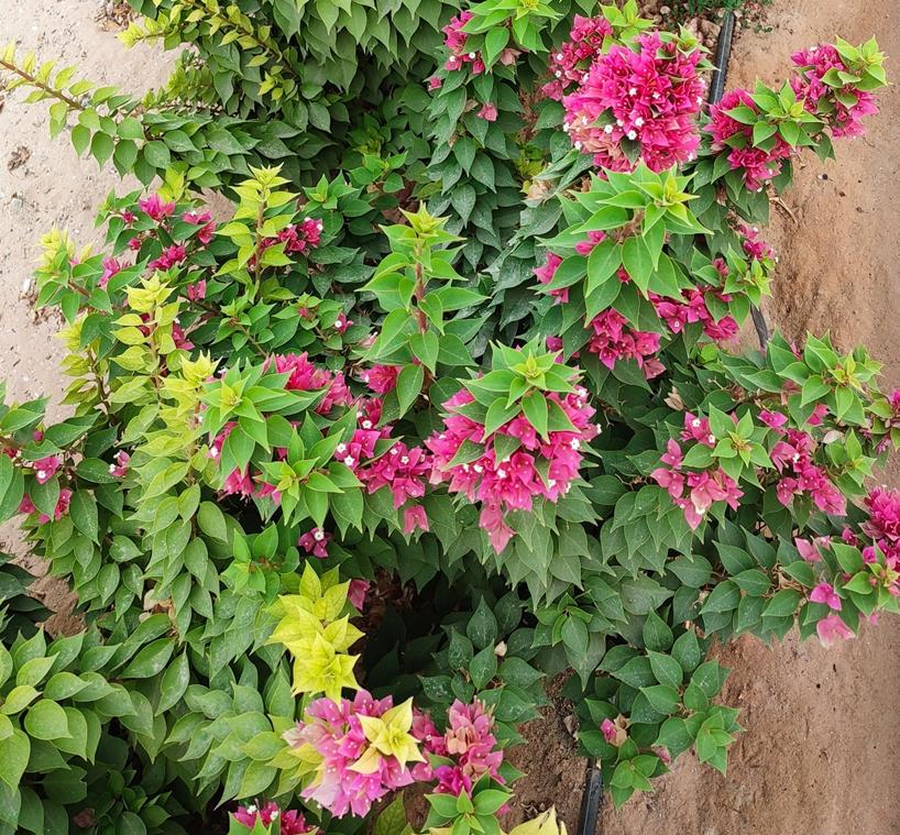 迪拜适合养什么植物,迪拜常见花草