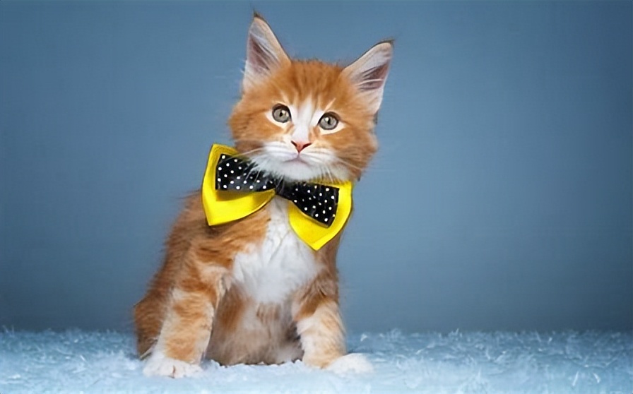 蝴蝶结适合多大年纪的人系,为什么蝴蝶结总是戴不到头上