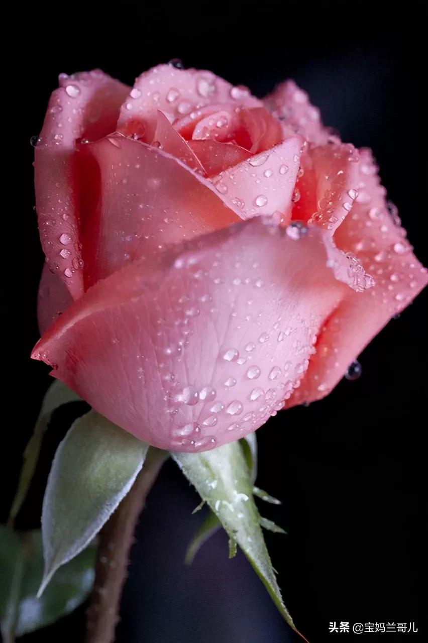 漂亮又特别的玫瑰花图片,特别漂亮的彩色玫瑰花图片