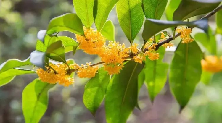 中国最能代表福气的植物,中国十大吉祥植物排行榜