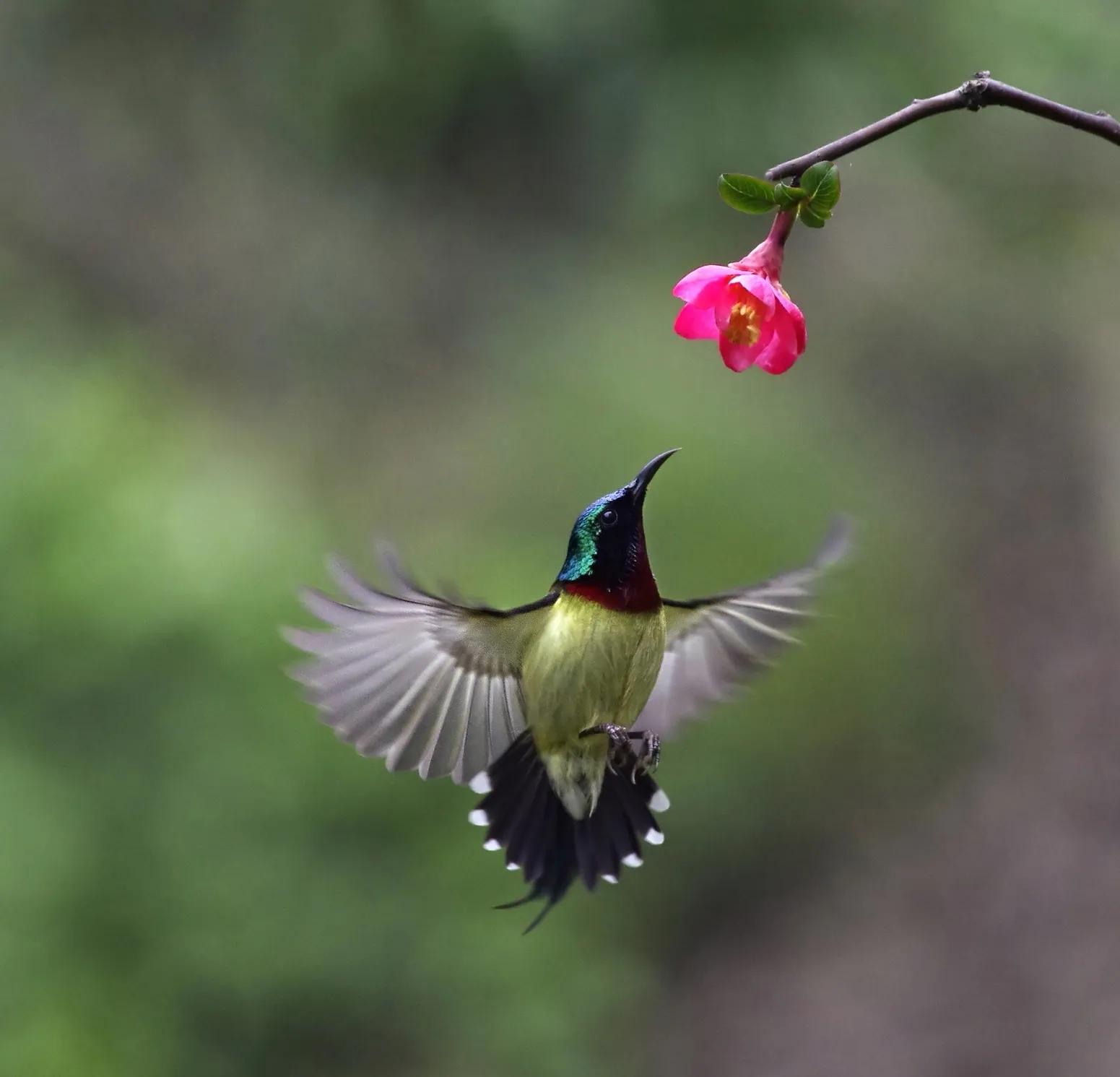 太阳鸟花,太阳鸟瞰最新作品
