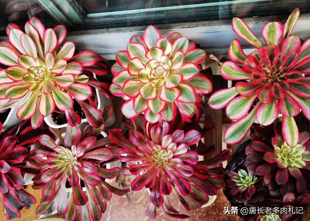 养多肉法师用啥土好,养法师多肉用什么盆好