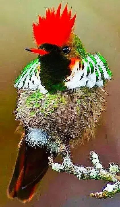 奇怪的小鸟视频,稀奇古怪的鸟