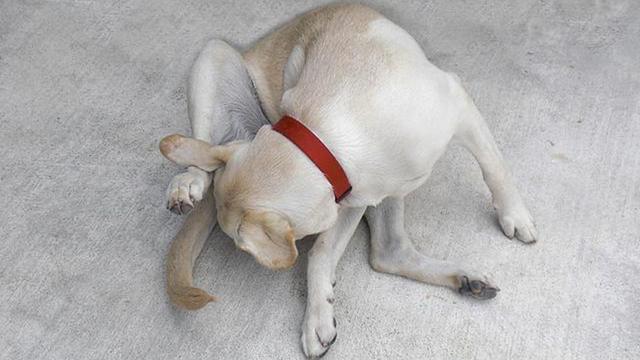 “舔尿道口”=“恶心”？主人你错了，看完赶紧重视起来