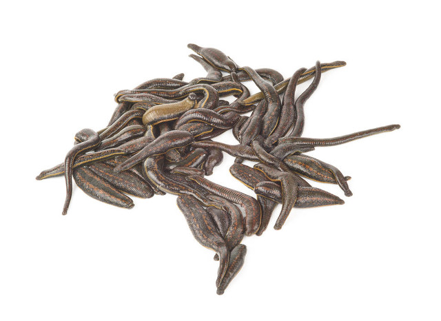 专家谈蚂蟥,蚂蟥的讲解