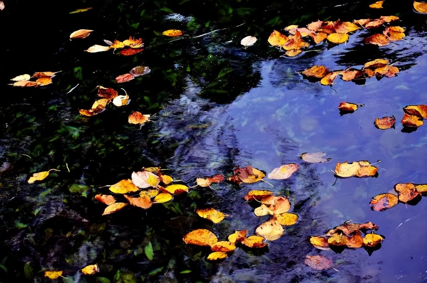 秋天落叶的诗句唯美短句,适合秋天发朋友圈的赞美秋天的诗