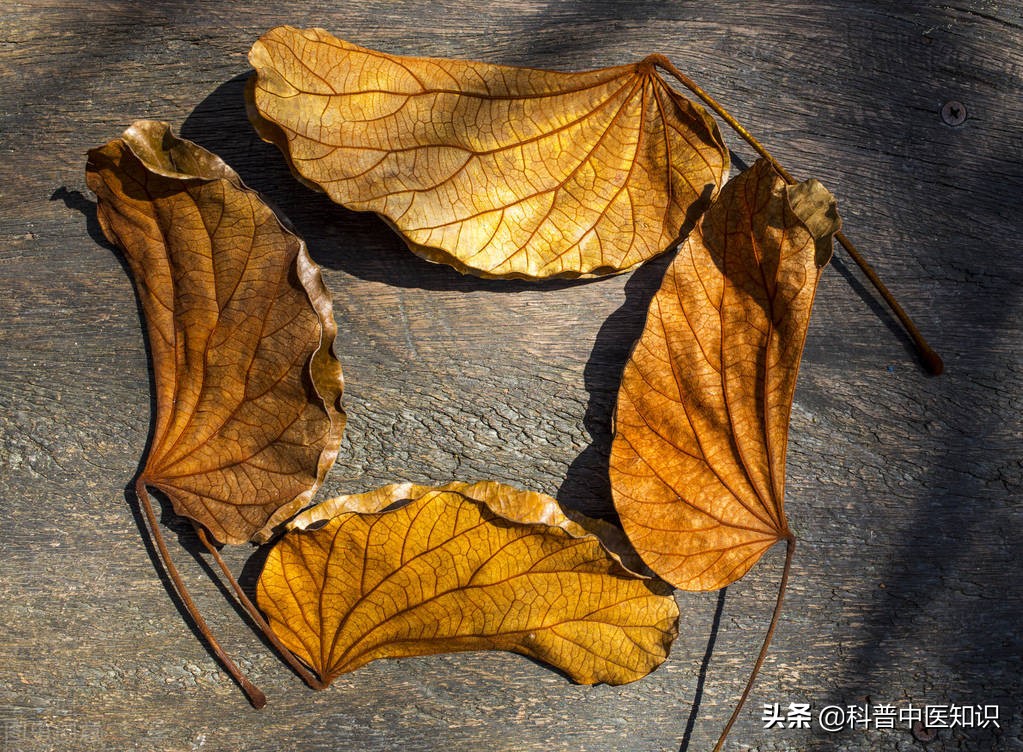 科学家发现新冠特效药千金藤,我国发现治疗新冠新药千金藤图片