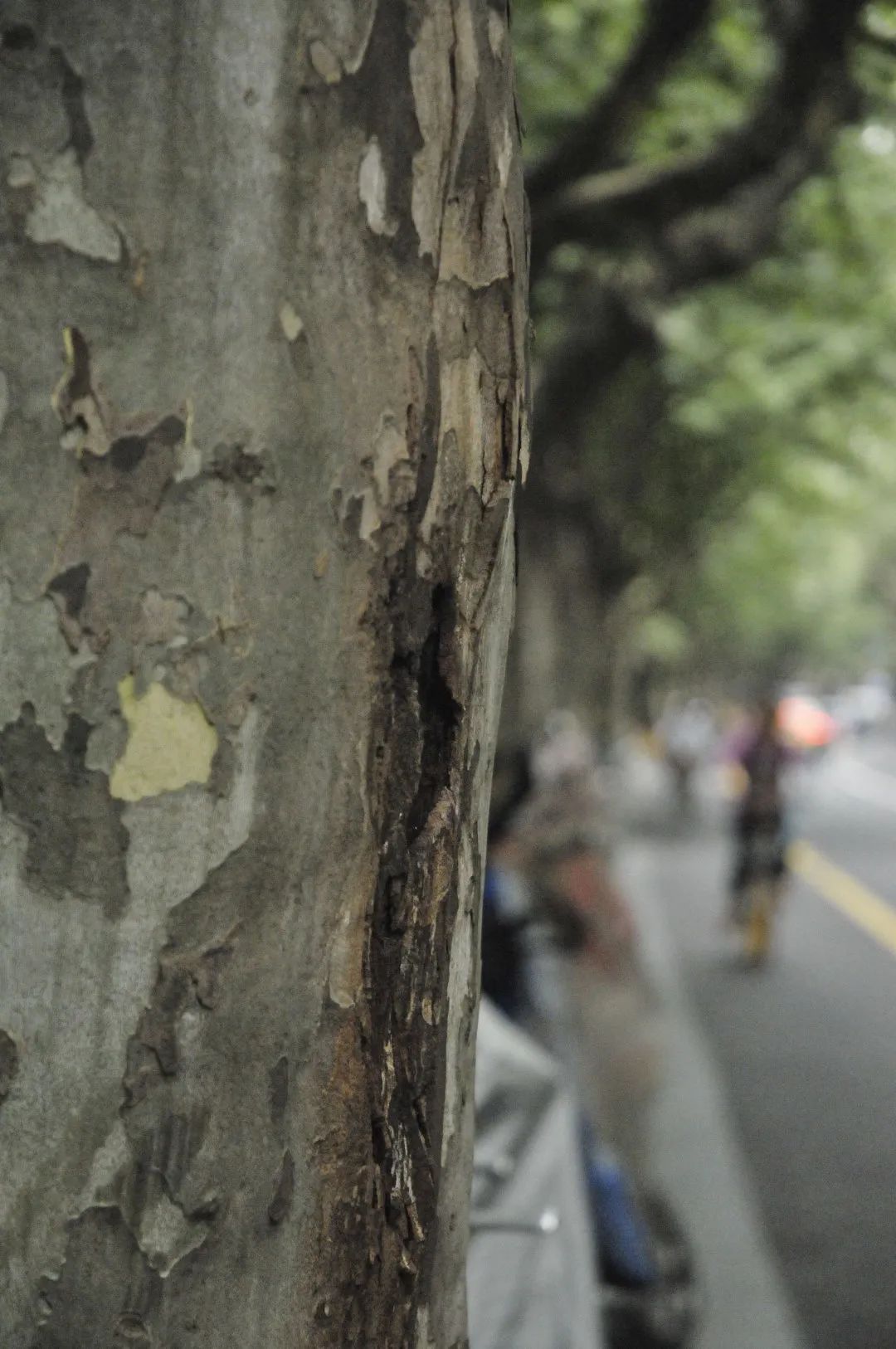 上海思南公馆别墅,上海思南公馆