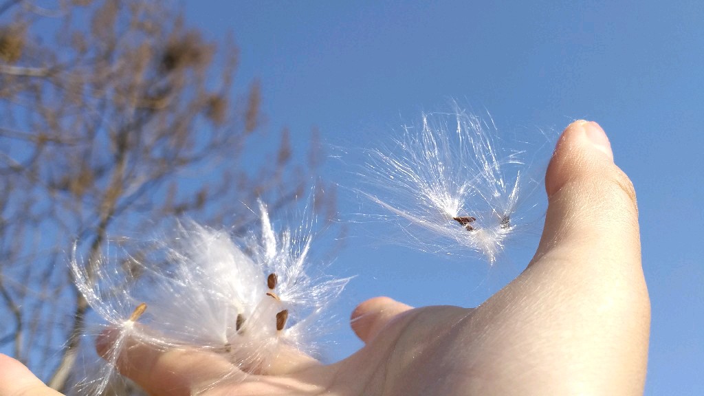 蒲公英能杀死癌细胞是真的吗,蒲公英杀死癌细胞治疗甲状腺结节