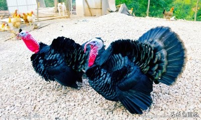 火鸡是否适应寒带地区养殖,火鸡养殖及营养价值