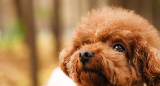 泰迪养法斗好吗,泰迪养胖吃什么