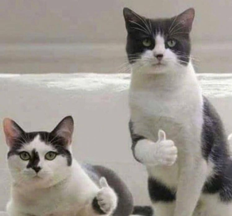 什么猫罐头最适合幼猫成长,猫咪的十大不建议买的猫罐头