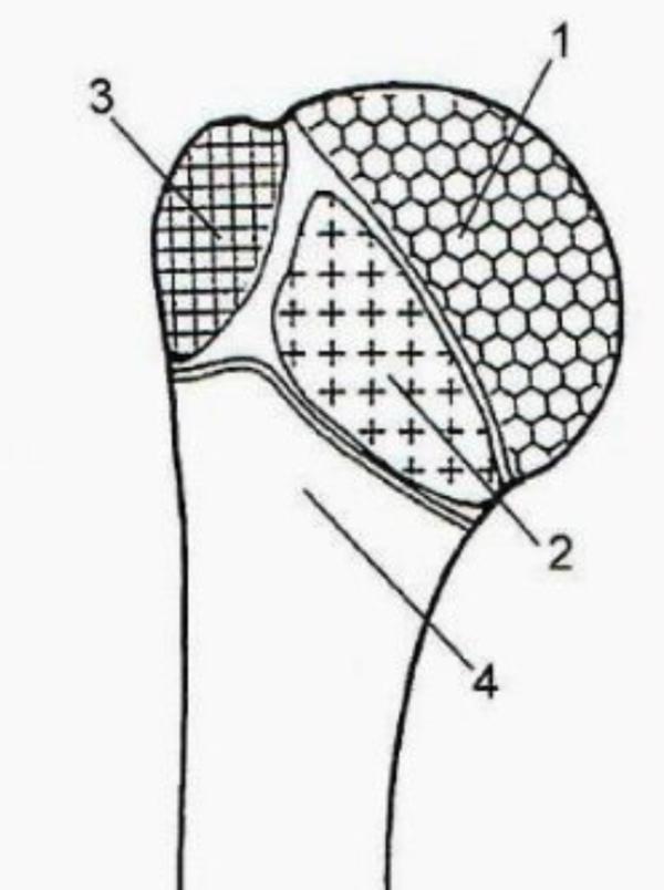 肱骨近端骨折属于几级伤残,肱骨近端骨折康复训练技巧