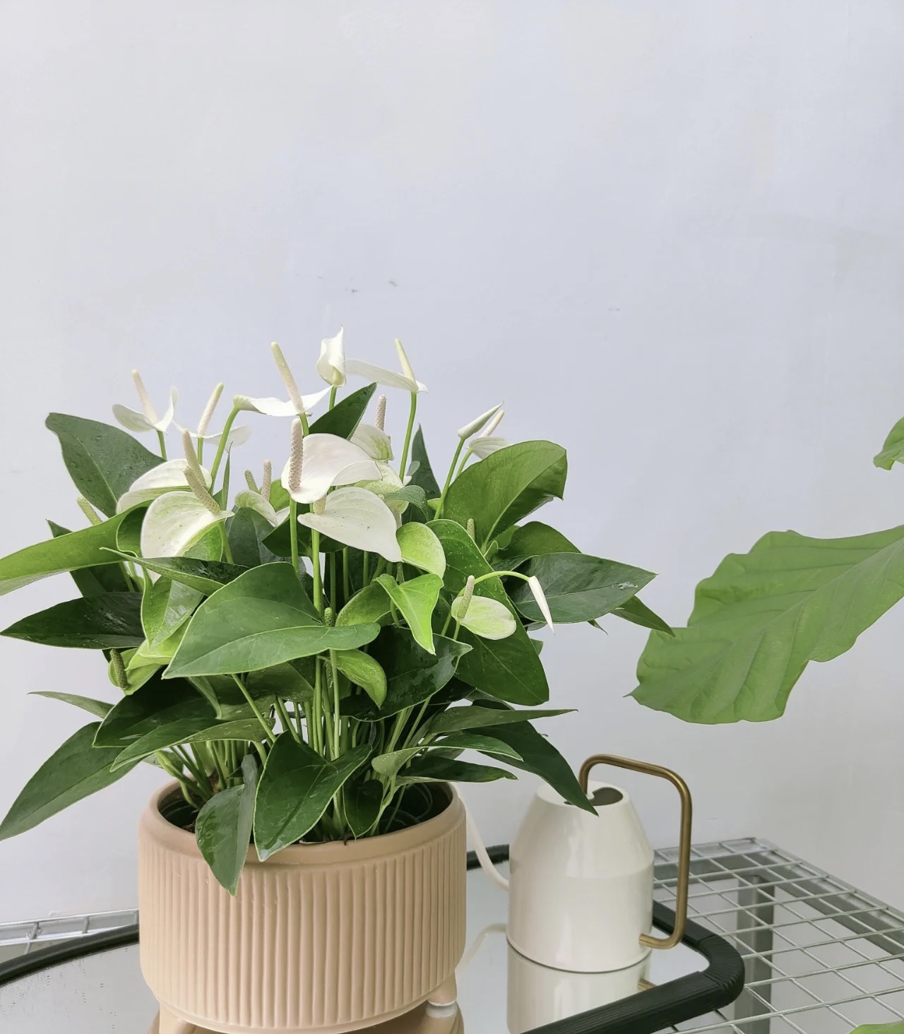 办公室书桌摆什么花好风水,办公室摆旺事业植物最好