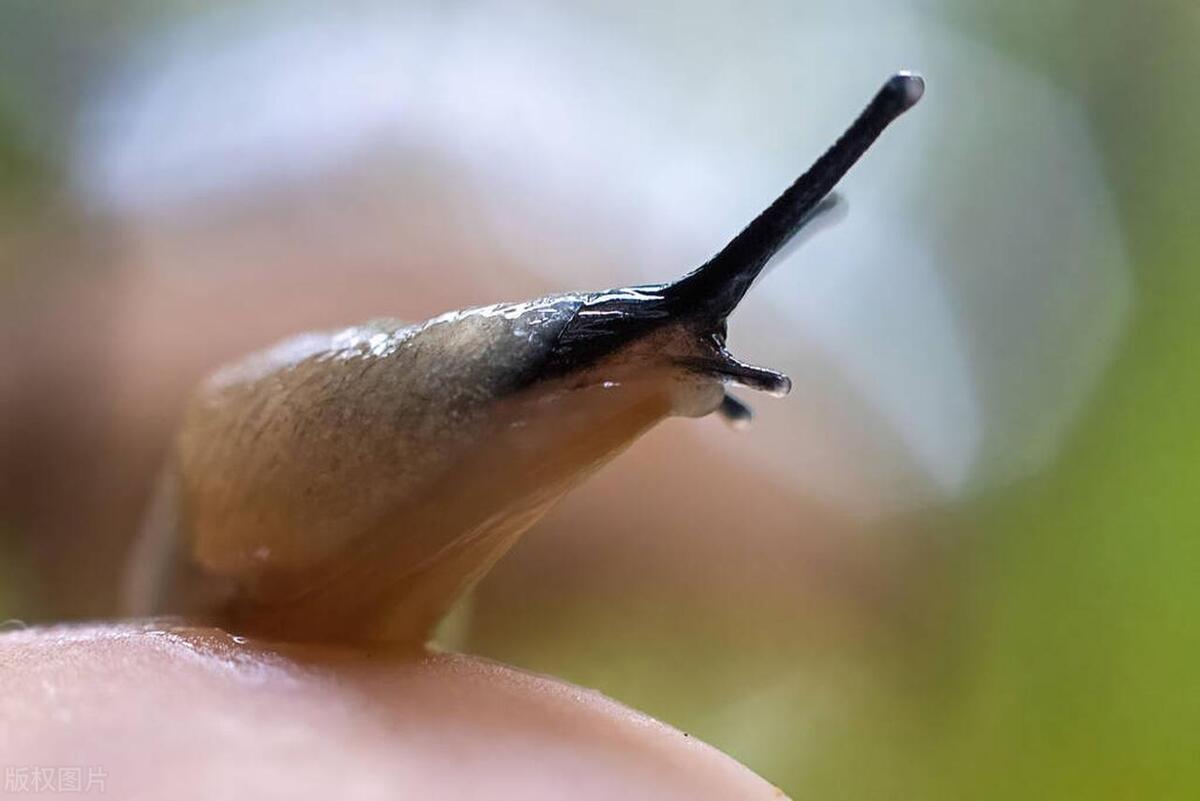 厨房鼻涕虫彻底铲除的办法,厨房鼻涕虫从哪里爬出来的