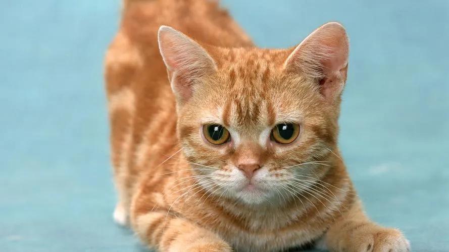 猫咪如何驯服另一只猫,猫咪要怎么驯服