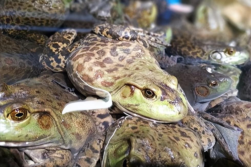 养殖中华大蟾蜍需要什么手续,蟾蜍的人工养殖成功了吗