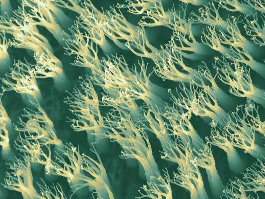 壁虎有毒吗为什么叫五毒,人畜无害的壁虎