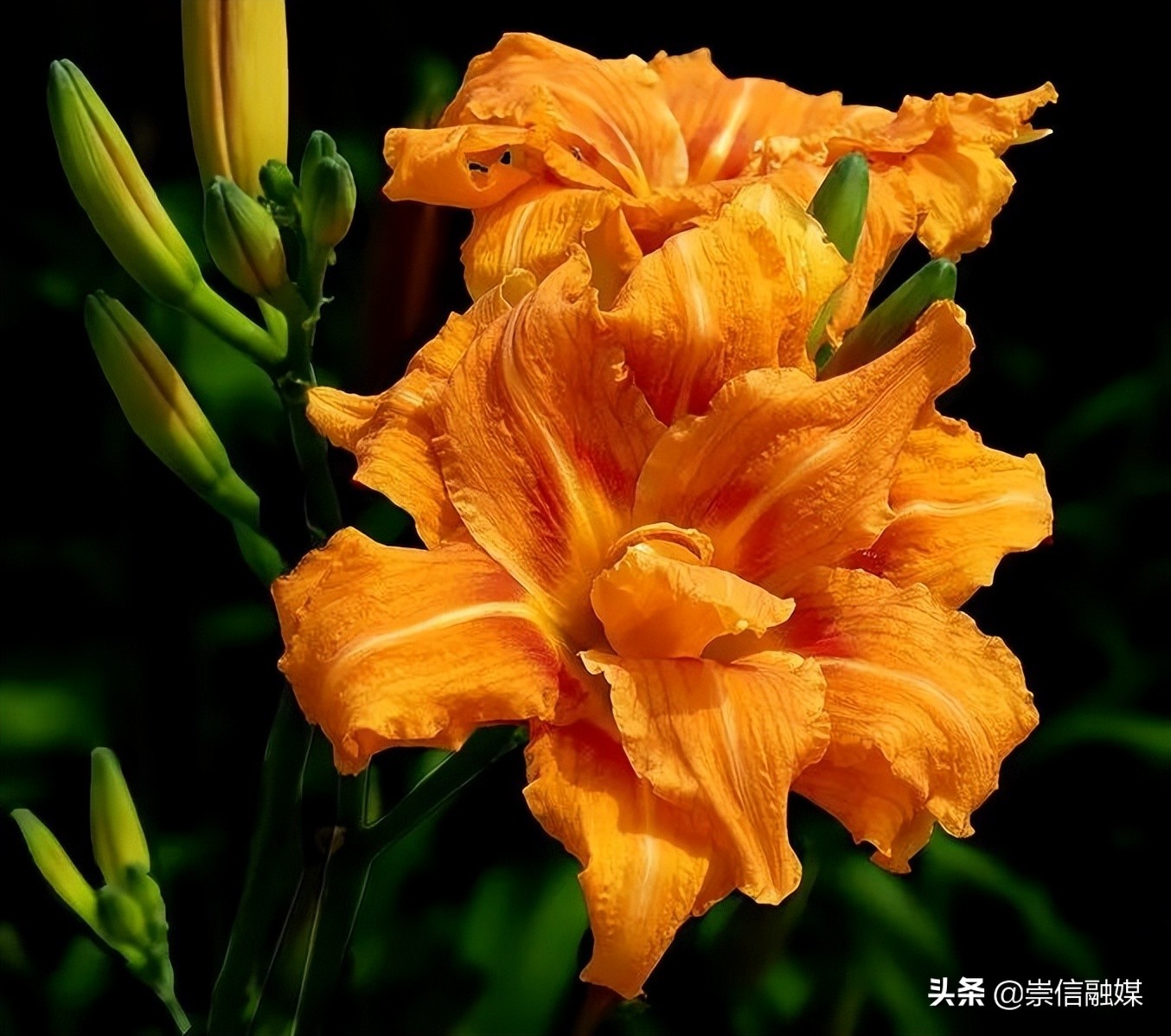 母亲节背后的历史,母亲节为什么要送洋甘菊康乃馨