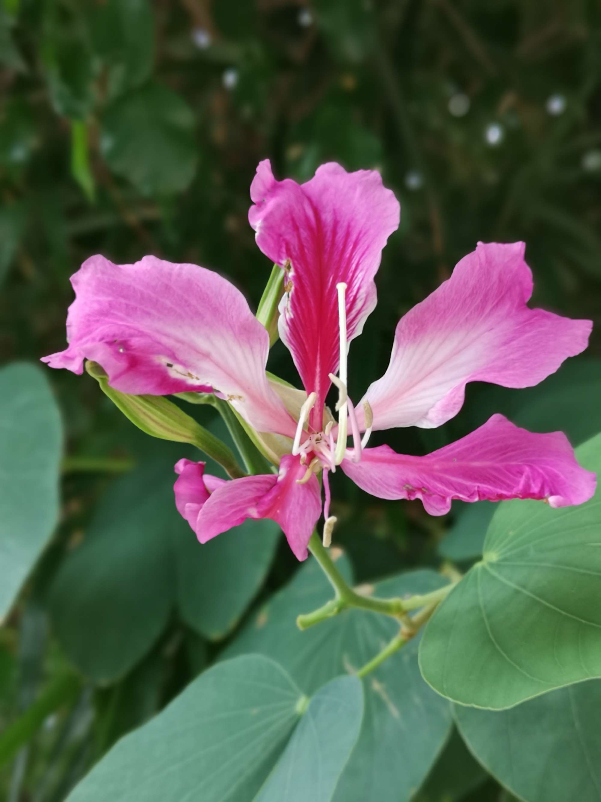 圆梦之园一一我的波波利海岸,上篇