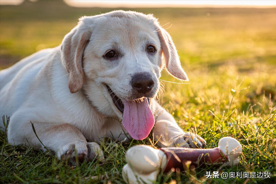 吃狗粮的狗和吃剩菜剩饭狗区别,狗吃狗粮好还是剩饭剩菜好