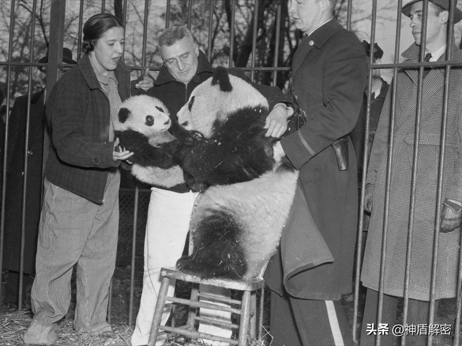 同样都是租借大熊猫,为啥卡塔尔一次就成功,印度求借14次被拒绝