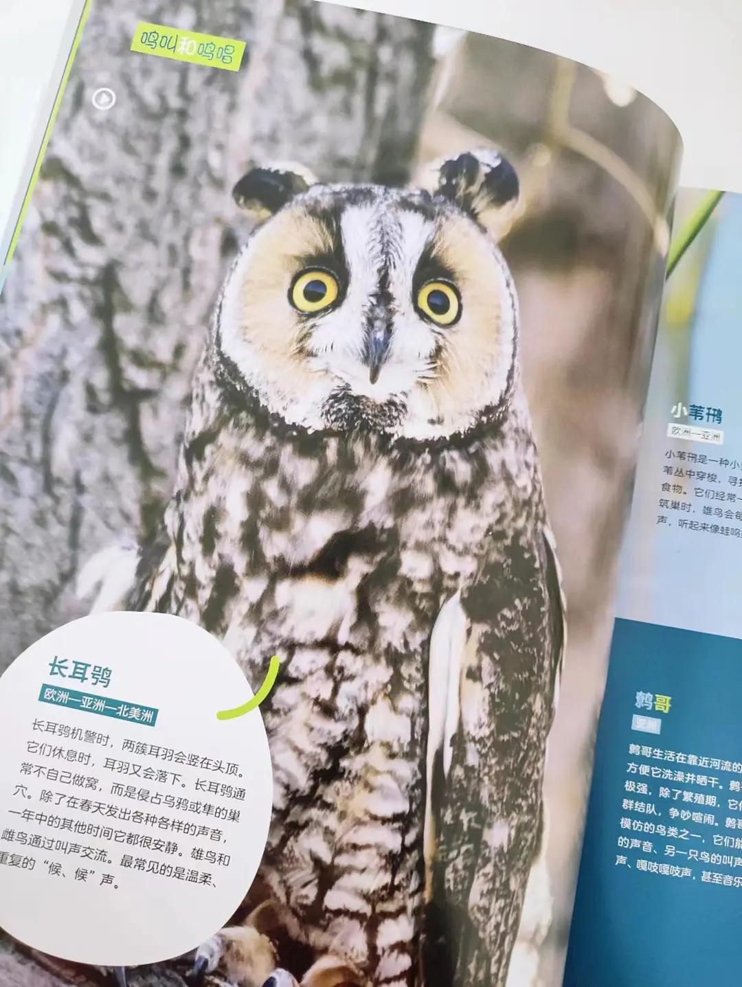 真真被这本书的鸟儿治愈了！