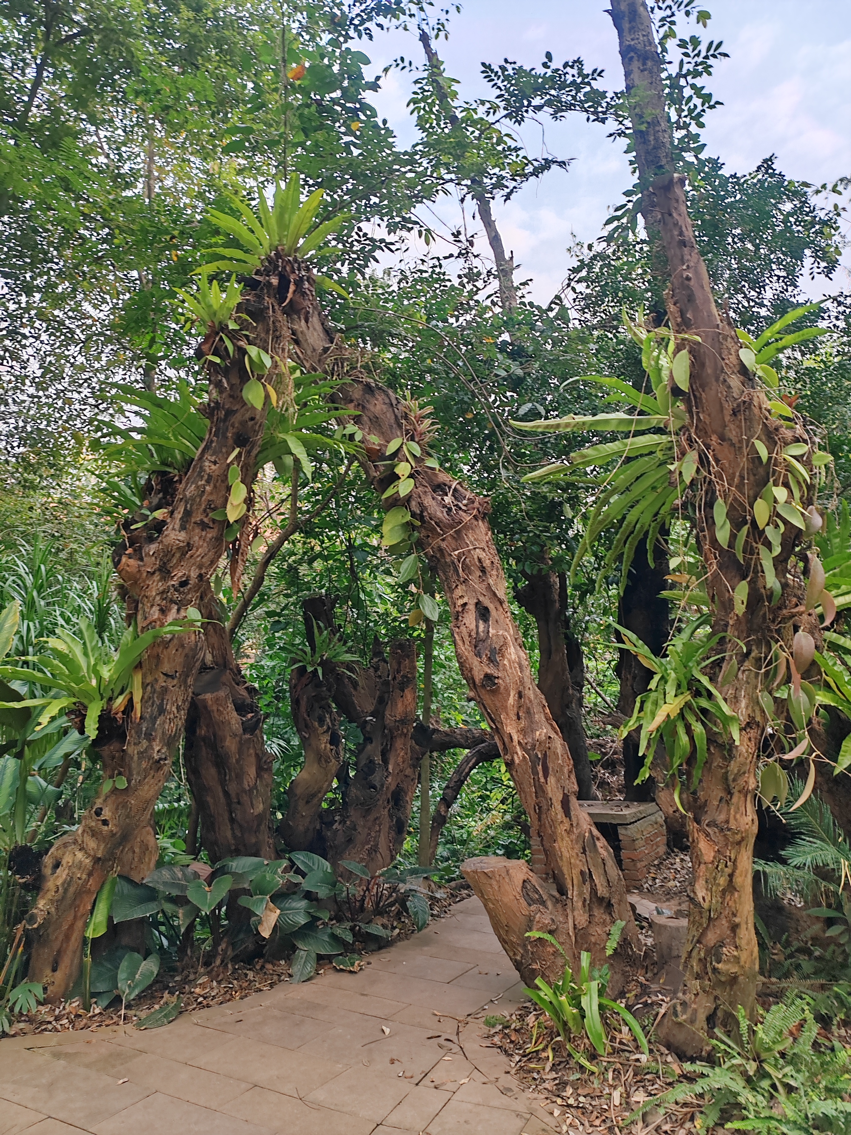 西双版纳曼听园攻略,云南西双版纳打卡曼听公园