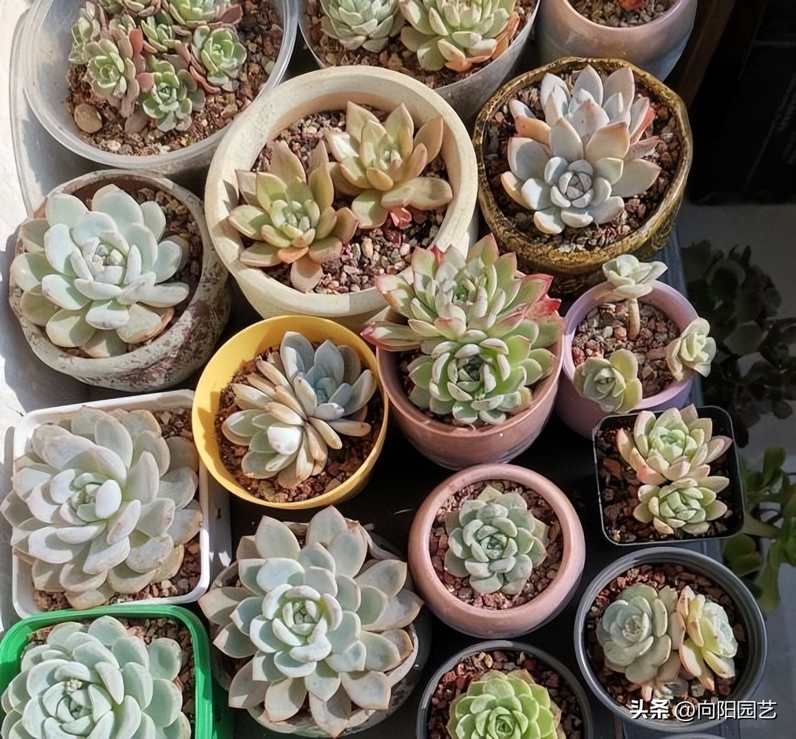 多肉大多数都用什么种植,多肉所有的苗都能叶插吗