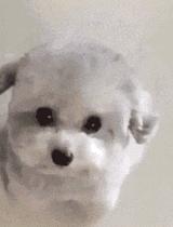 泰迪露肚皮是什么意思啊,泰迪露着肚子躺着睡觉