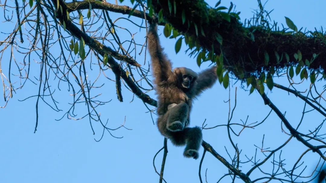 云南新发现一处高黎贡“白眉大侠”的家园