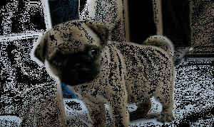 巴哥犬为什么有斑,巴哥犬有泪痕严重怎么办