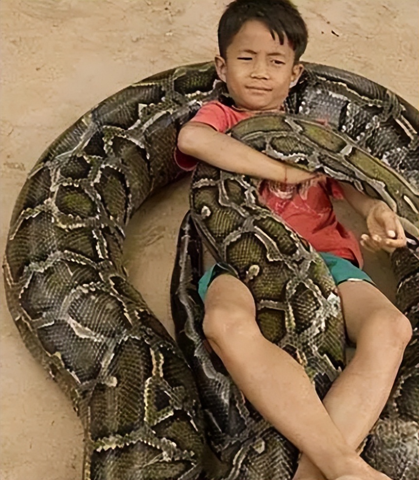 海南报恩巨蟒现况,巨蟒为报恩守护十几年