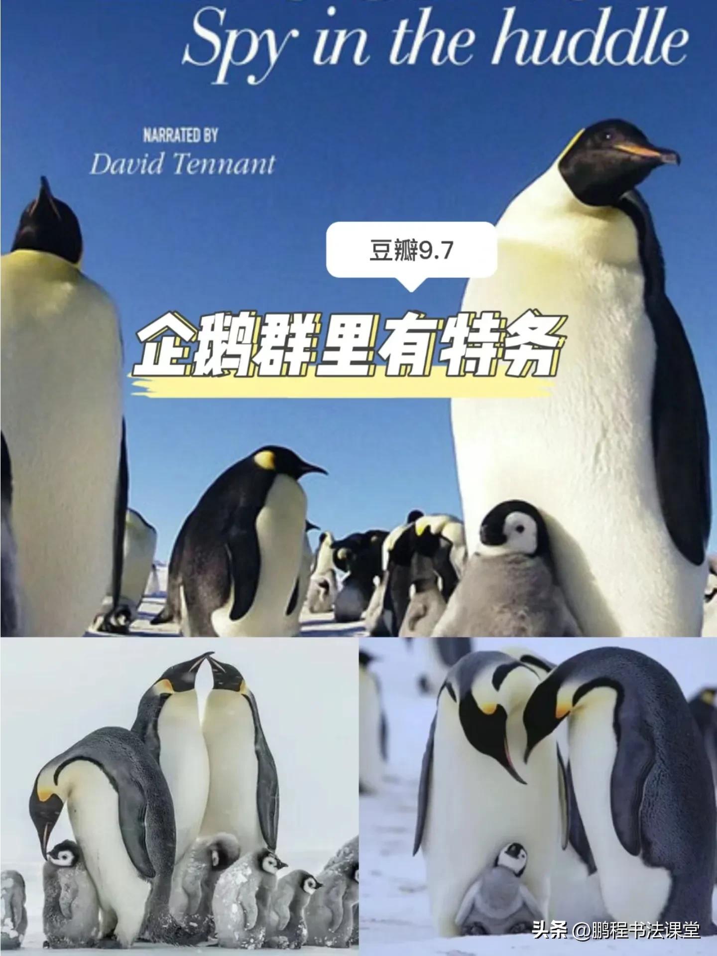 暑假看什么励志纪录片,暑假安排四张卷子看两部纪录片