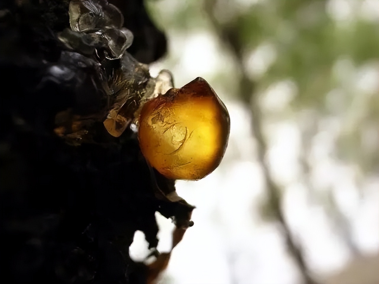 桃胶有什么用怎样吃,桃胶有什么用处能美白吗