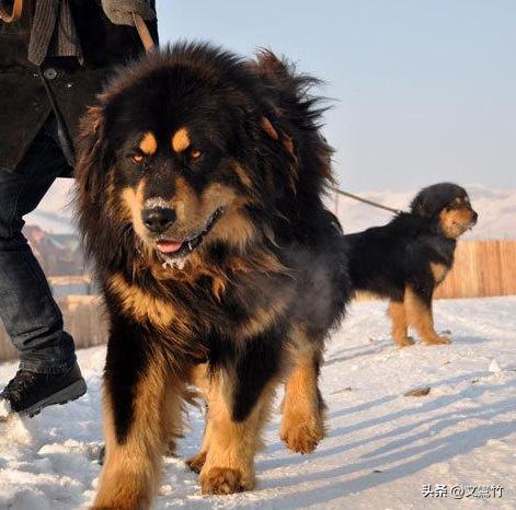 两夫妻走到西藏无人区碰见狼群,真正古老的纯种藏獒