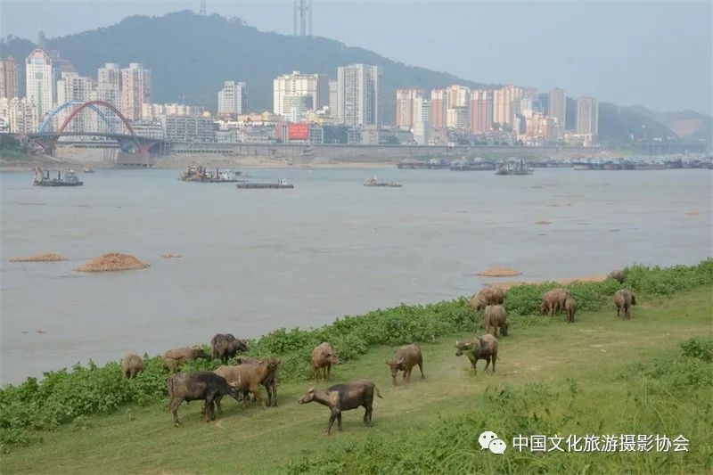 潘塘公园庆庆游乐场,潘塘公园的荷花池作文
