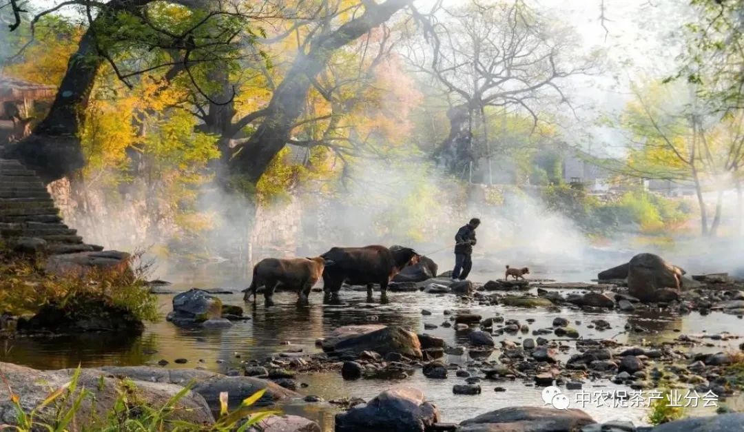 娌冲崡淇￠槼绾㈠煄鑼朵埂,鏂板幙绾㈠煄鑼朵埂