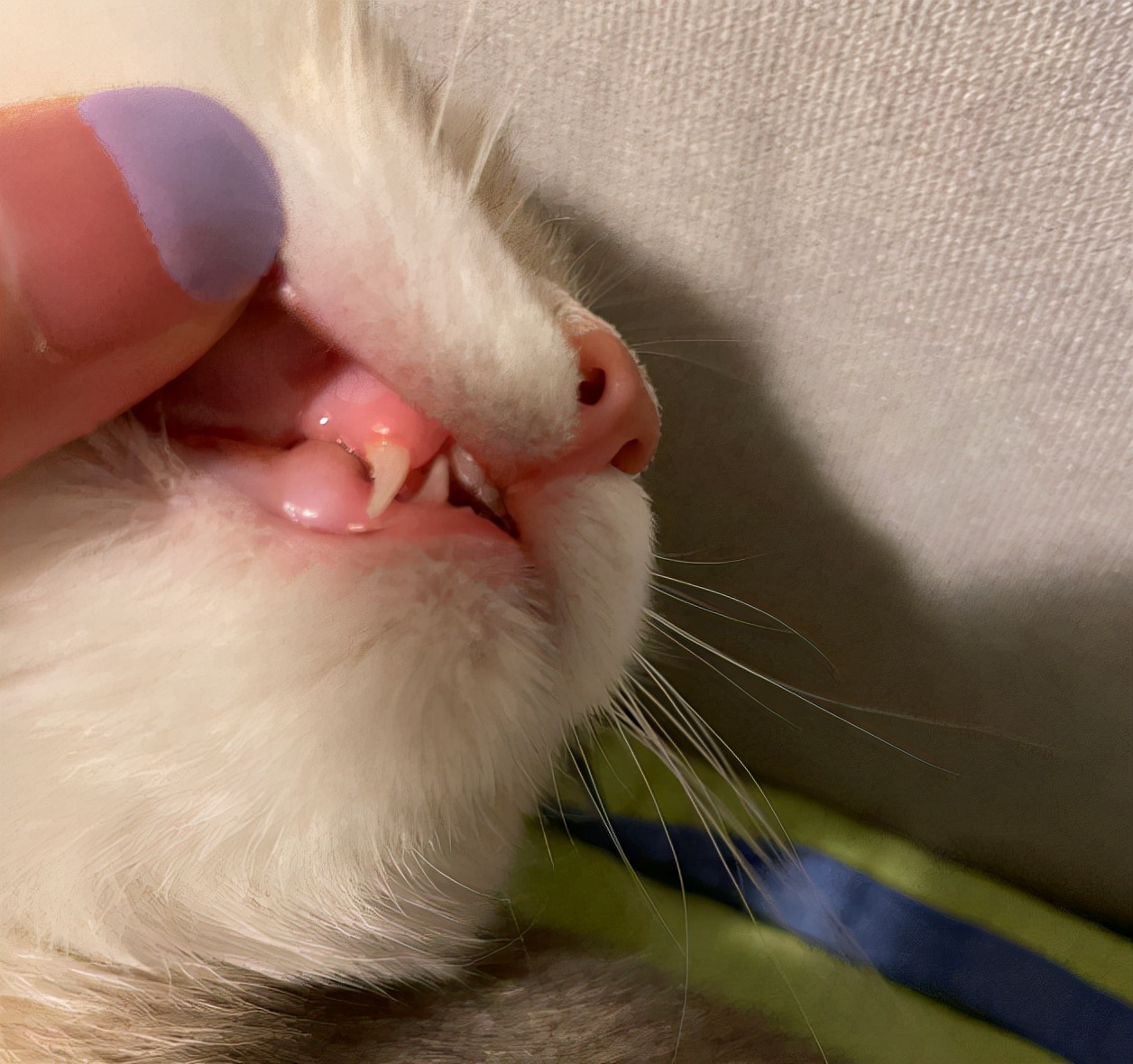 猫咪吃完罐头呕吐怎么办,猫咪吃k9的罐头呕吐