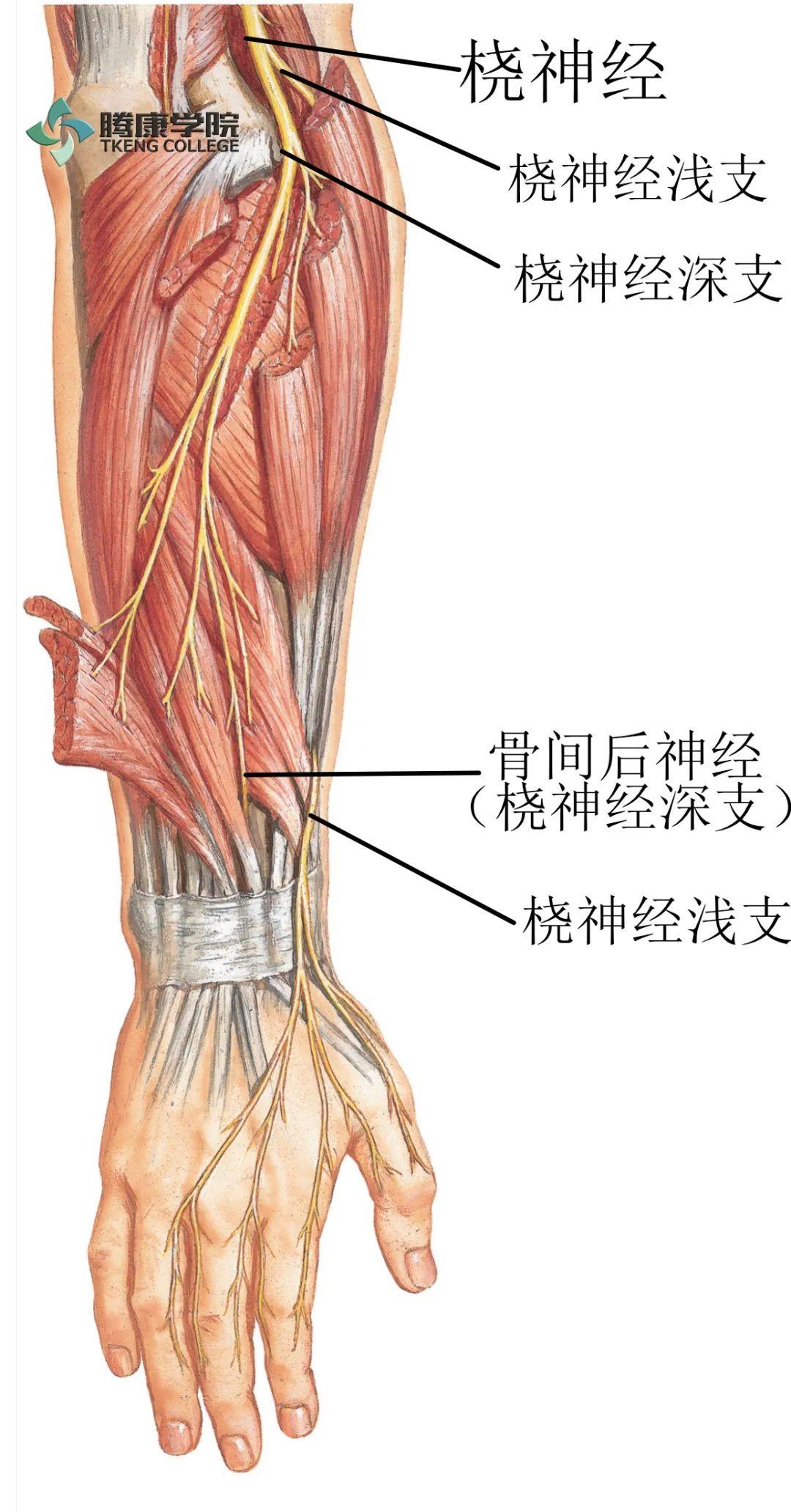 手腕抬不起来什么原因如何治,肱骨骨折手腕抬不起来怎么治