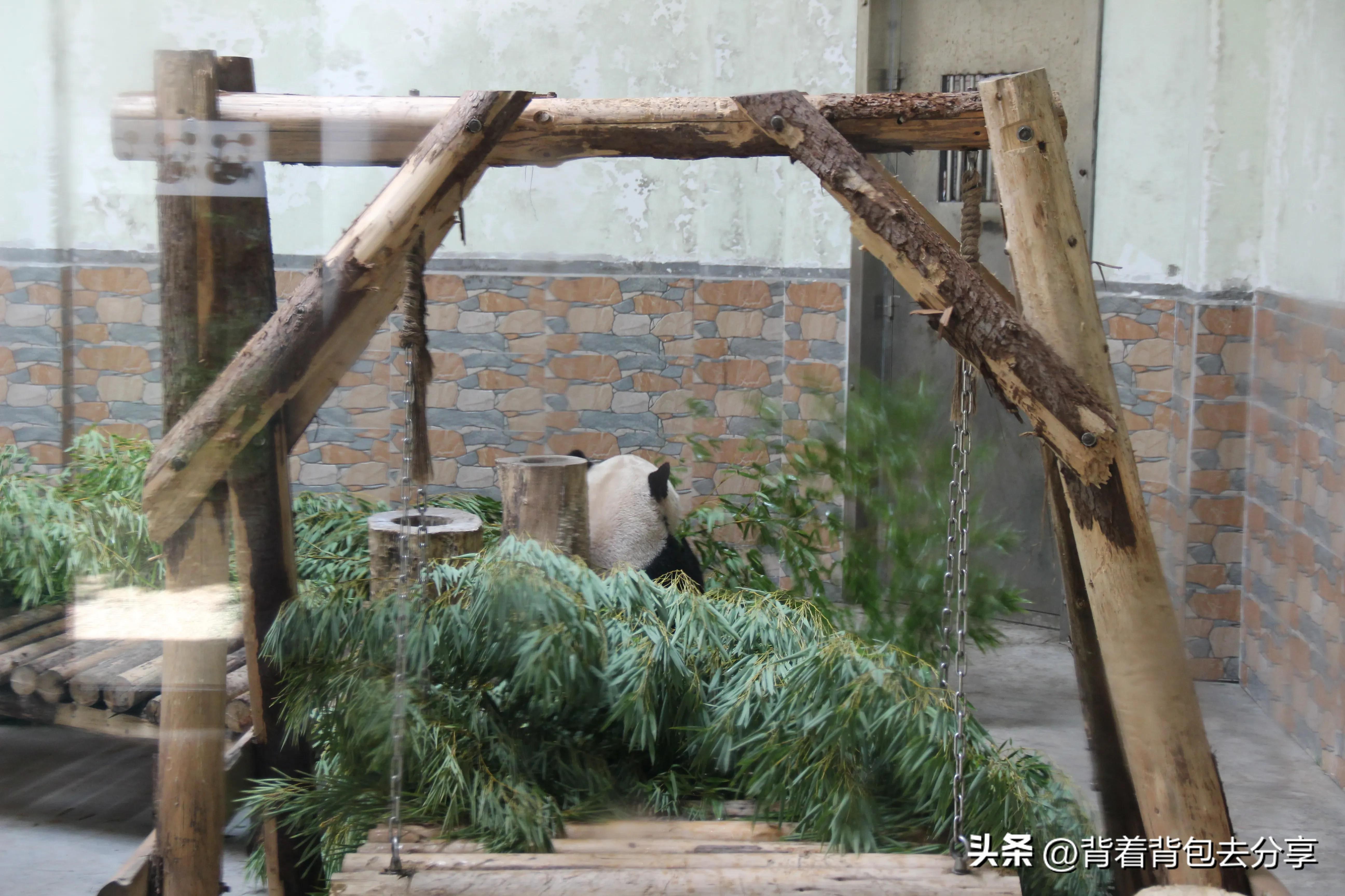 青岛大熊猫动物园8.5元门票预约,青岛动物园8.5元门票预约有熊猫吗