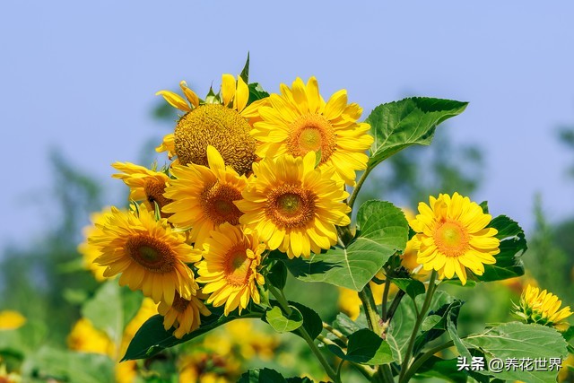 能开花又高大好养的植物,非常好养的一款开花植物