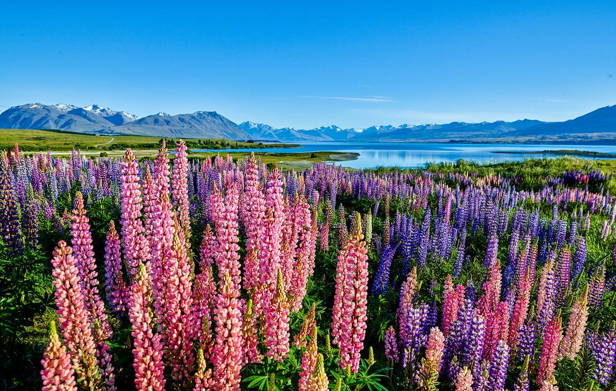 只赚不赔的投资坑,只赚不赔的投资是骗人的吗