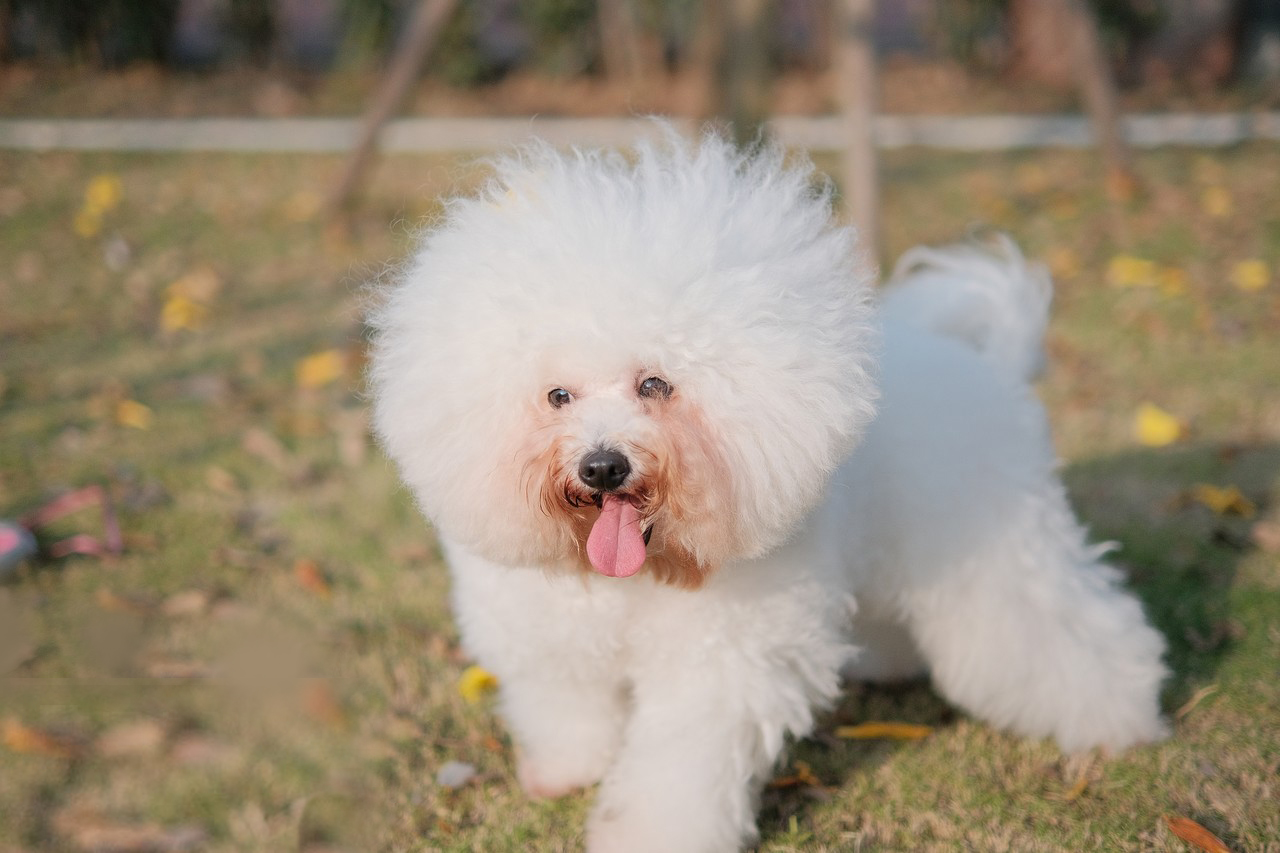 哪种狗最好养又省钱又可爱,什么狗好养还不掉毛还不贵