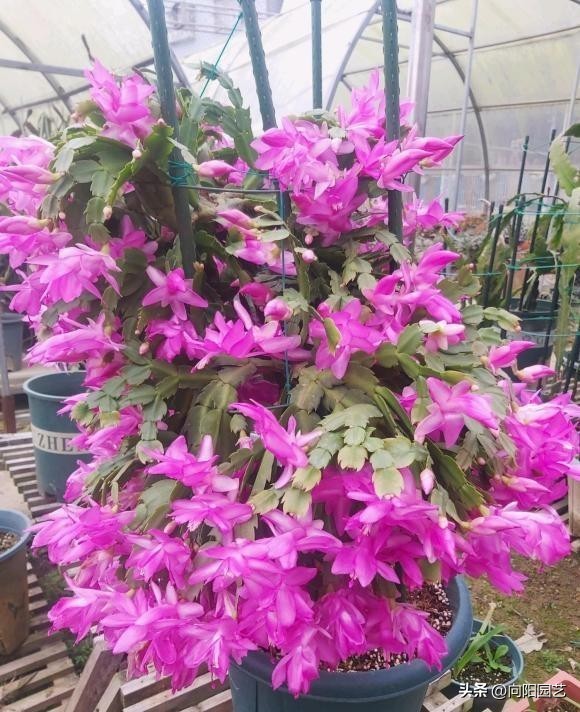 嫁接蟹爪兰的砧木叶仙哪里有卖的,叶仙做蟹爪兰砧木一盆几棵好