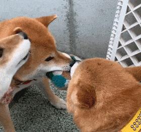 养狗店铺推荐,养狗人必逛的七家养狗店铺