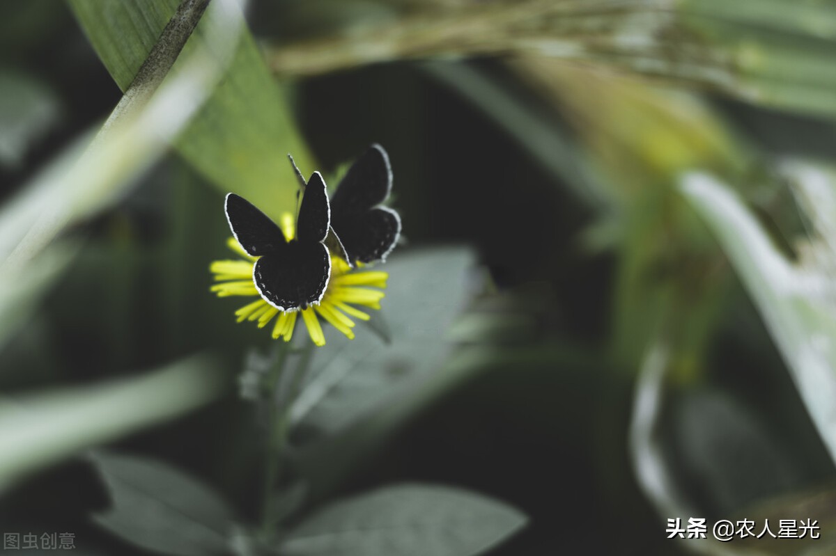 谷雨下雨预示着天气怎么样,谷雨节气相关农谚