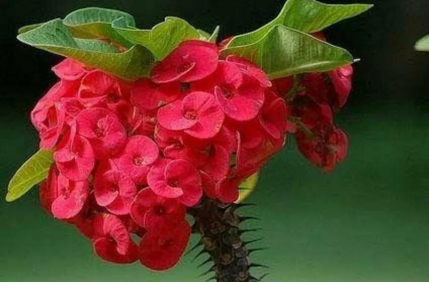 虎刺梅开花像海棠一样红,虎刺红梅花